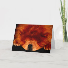 Spipande Chow Chow Gccna Kort