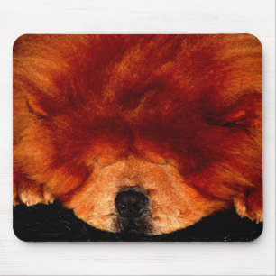 Spipande Chow Chow mpcn Musmatta