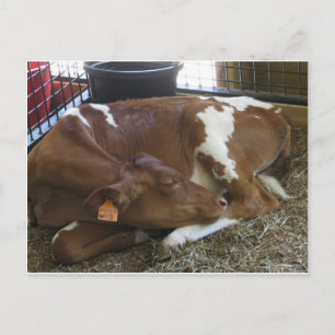 Spipande Cow Vykort