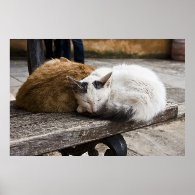 Spipande Cretan Cats Poster (Framsidan)
