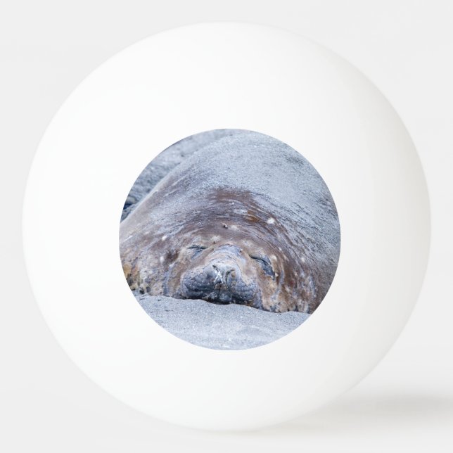 Spipande elefantsäl pingisboll (Baksidan)