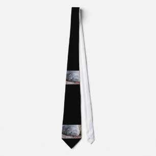 Spipande elefantsäl slips