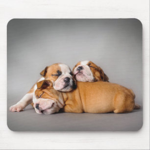 Spipande engelsk bulldog musmatta