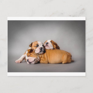 Spipande engelsk bulldog vykort