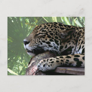 Spipande Florida jaguar, ljust grönt rygg Vykort