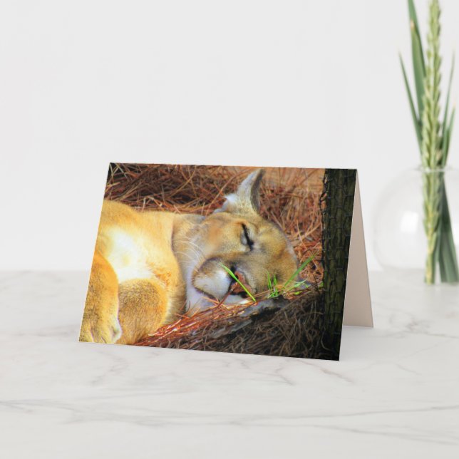 Spipande Florida Panther/kupongkort Kort (Framsida)