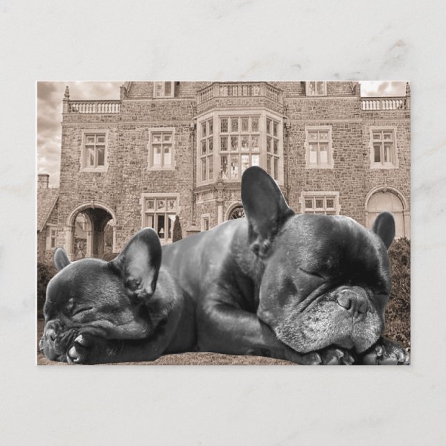 Spipande Fransk Bulldog Vykort (Framsida)