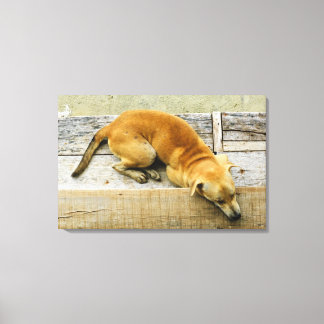 Spipande gata hund i Thailand Canvastryck