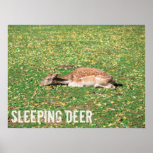 Spipande Hjort i viloläge under hösten på ängar