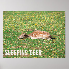 Spipande Hjort i viloläge under hösten på ängar Poster