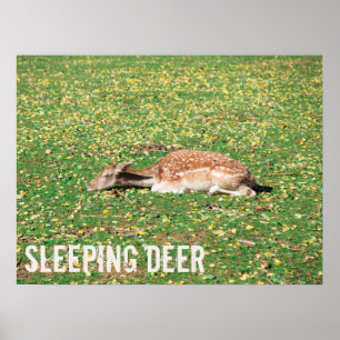 Spipande Hjort i viloläge under hösten på ängar Poster