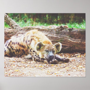 Spipande Hyena, Wildlife Photography Poster