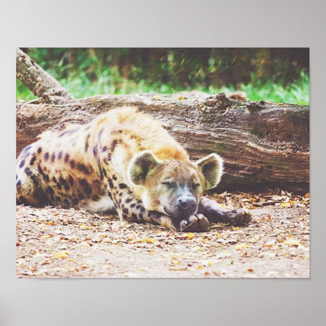 Spipande Hyena, Wildlife Photography Poster (Framsidan)