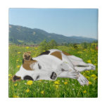 Spipande Jack Russell i en Flower Meadow Kakelplatta<br><div class="desc">Den här färglösa keramiska plattan har min design av en underbar Jack Russell Terrier som sover fredligt i en färglös Buttercuskugga. Underbar som underlägg för kaffet bord och en idealisk gåva till Jacken Russell älskare.</div>