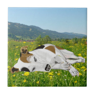 Spipande Jack Russell i en Flower Meadow Kakelplatta