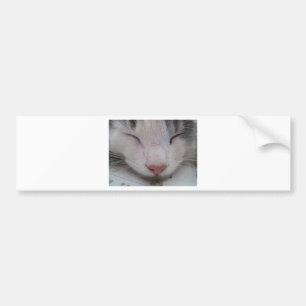Spipande katt bildekal