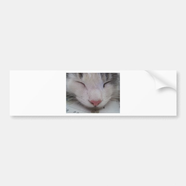 Spipande katt bildekal (Framsidan)