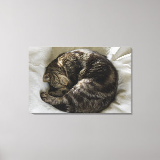 Spipande katt canvastryck