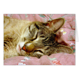 Spipande katt hälsningskort