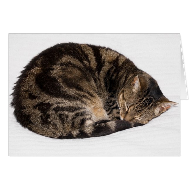 Spipande katt hälsningskort (Framsidan Horizontal)