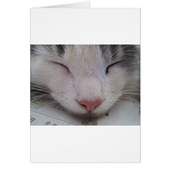 Spipande katt hälsningskort (Framsidan)