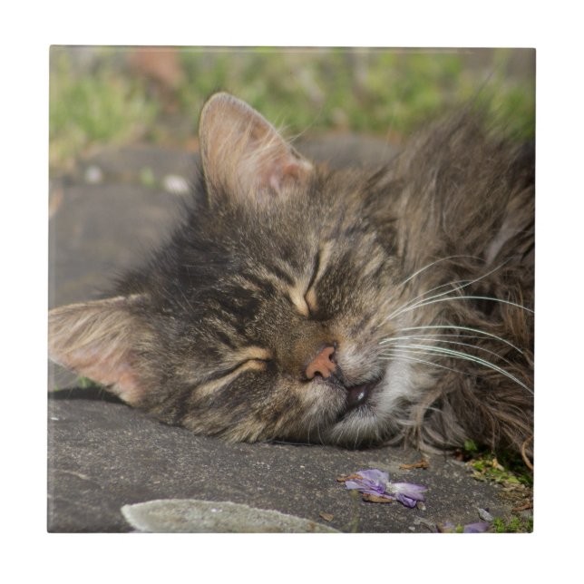 Spipande katt kakelplatta (Framsidan)