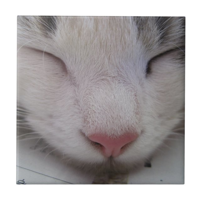 Spipande katt kakelplatta (Framsidan)