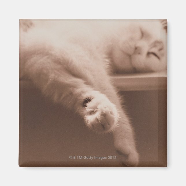 Spipande katt magnet (Framsidan)