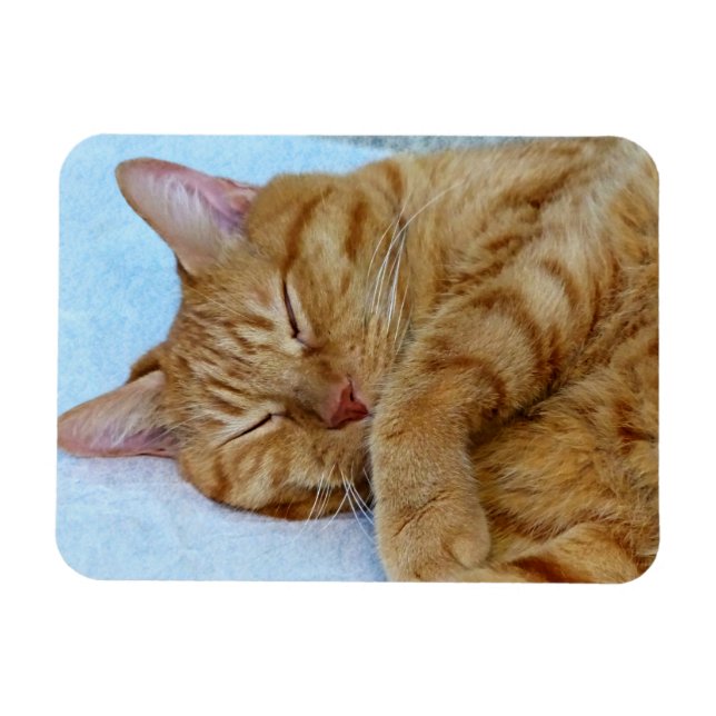 Spipande katt magnet (Horisontell)