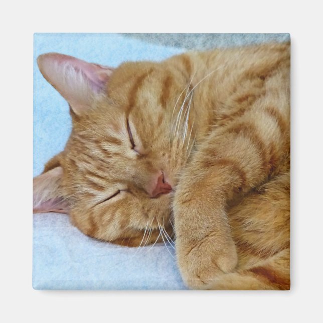 Spipande katt magnet (Framsidan)