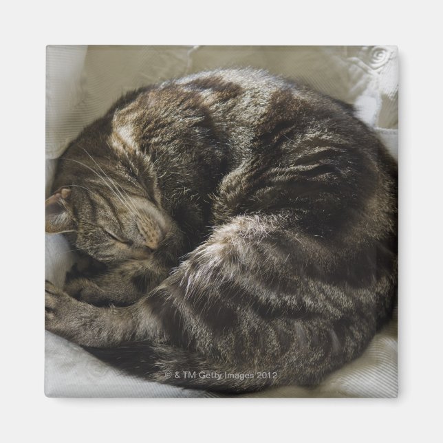 Spipande katt magnet (Framsidan)