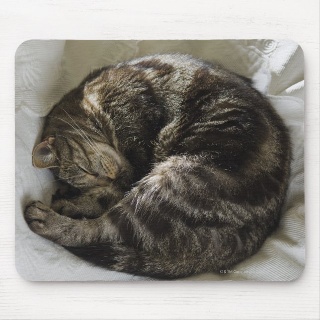 Spipande katt musmatta (Framsidan)