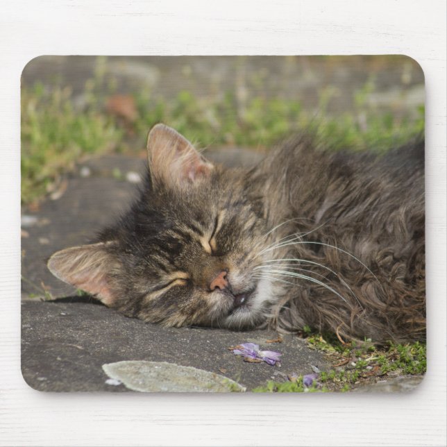Spipande katt musmatta (Framsidan)