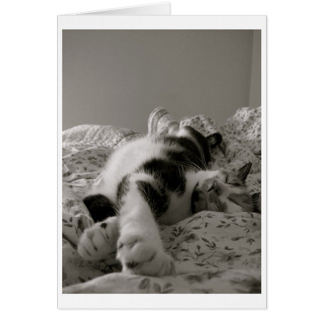 Spipande katt OBS kort (Framsidan)