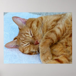 Spipande katt poster