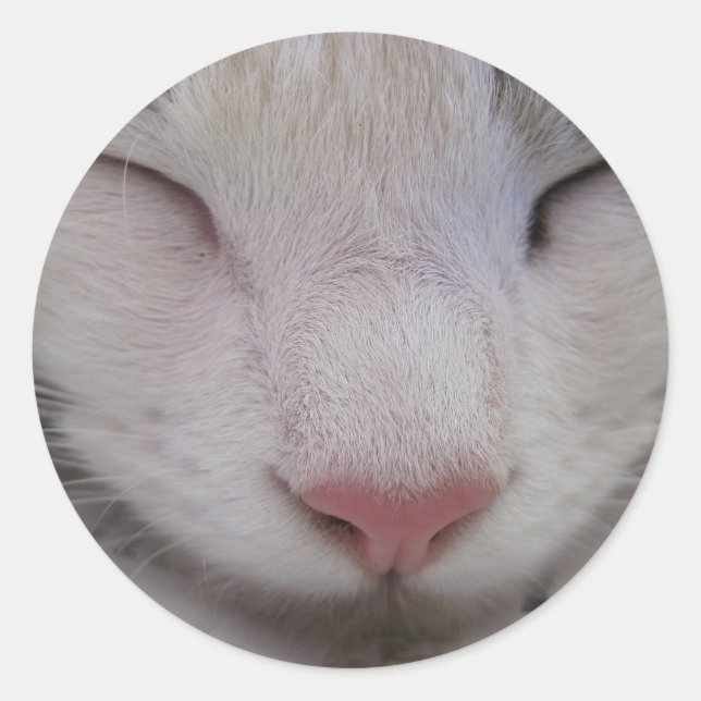 Spipande katt runt klistermärke (Framsida)