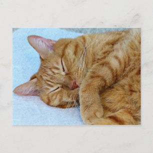 Spipande katt vykort