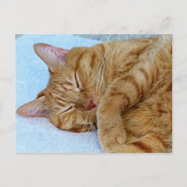 Spipande katt vykort (Framsida)