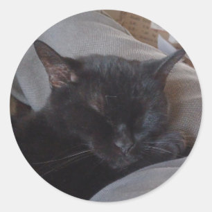 Spipande kattdekal runt klistermärke