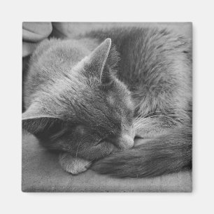 Spipande kattmagnet magnet