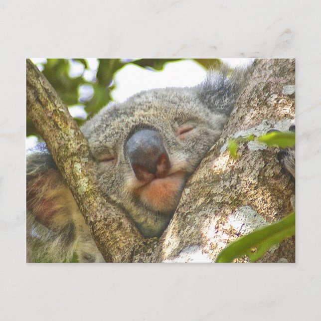 Spipande Koala Bear-vykort Vykort (Framsida)