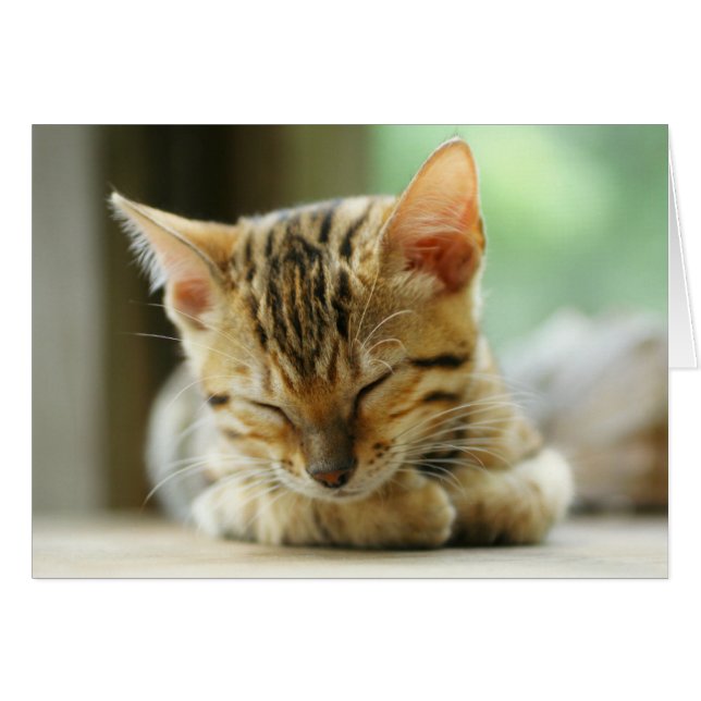 Spipande lilla Baby Kattunge Hälsningskort (Framsidan Horizontal)