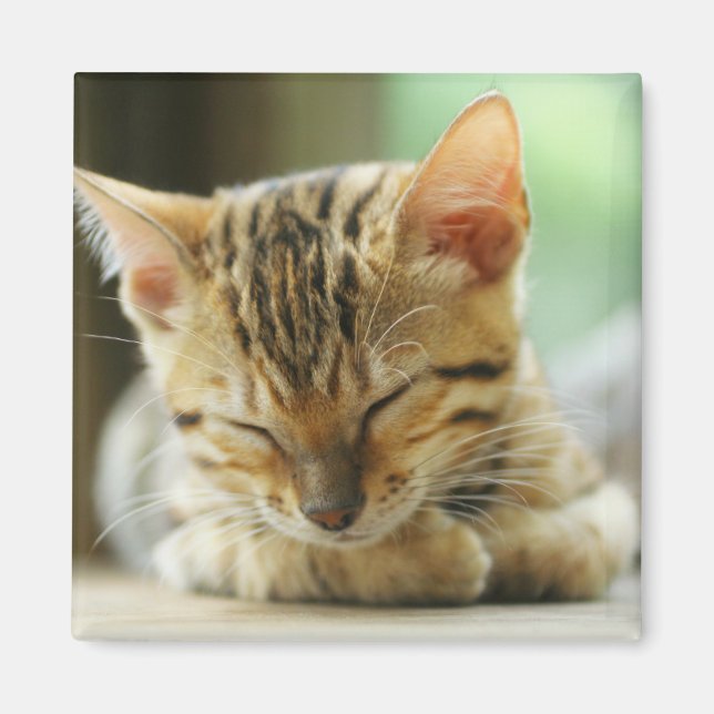 Spipande lilla Baby Kattunge Magnet (Framsidan)