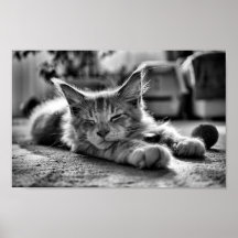Spipande maine Coon Cat Black and White