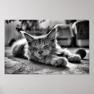 Spipande maine Coon Cat Black and White Poster