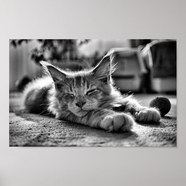 Spipande maine Coon Cat Black and White Poster (Framsidan)
