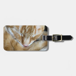 Spipande orange tabby katt bagagebricka