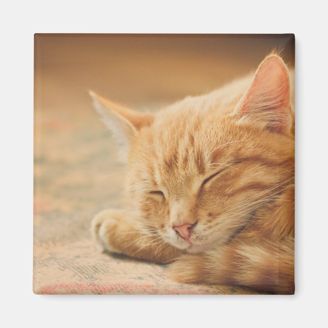 Spipande Orange Tabby katt Magnet (Framsidan)