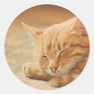 Spipande Orange Tabby katt Runt Klistermärke