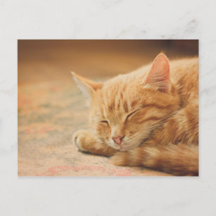 Spipande Orange Tabby katt Vykort